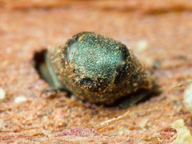 Anthaxia mamaj Pliginski, 1924